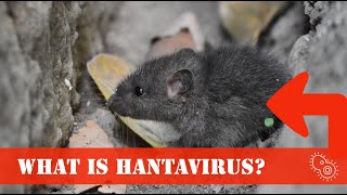 Hantavirus treatment  rötelmaus Hantavirus Pulmonary Syndrome infections in humans  China 2020 [upl. by Adnahsar]