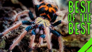 Top 10 New World Tarantulas  MUST HAVE Species [upl. by Eben]