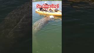 Took a break from catching fish for a few minutes and met this amazing manatee￼ manatee wildlife [upl. by Laohcin]