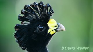 The Curly Crest of the Great Curassow [upl. by Yduj]