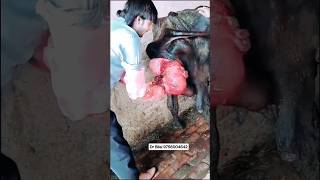 prolapse case 😥 trending viral YouTube short [upl. by Hogue97]