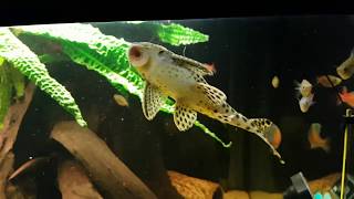 L075 L124 L301 LDA002 Para Pleco 2 [upl. by Amehsyt]