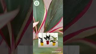 Dracaena Plant care How to grow dracaena dracaena marginata Plant dracena indoorplants [upl. by Upton299]