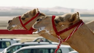 The One MILLION Dollar Camel Race  Wild Arabia  BBC Earth [upl. by Bellew550]