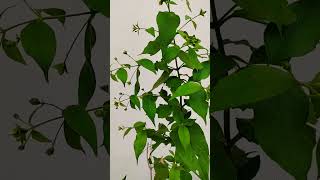 Harsingar plant is small flowers lshort video [upl. by Ivad]