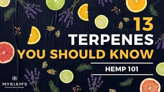 13 Cannabis Terpenes You Should Know [upl. by Hceicjow]