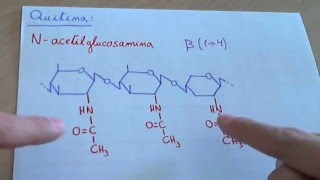 Quitina  Biología [upl. by Marva]