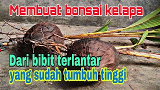 Cara PALING MUDAH MEMBUAT BONSAI KELAPA NUNGGING UNTUK PEMULA [upl. by Stavro]