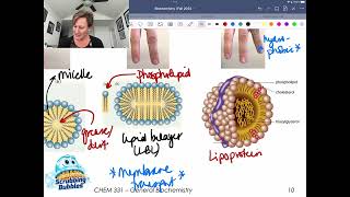 Lipids and The Hydrophobic Effect [upl. by Otreblada907]