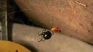 Black Widow Spider eating a beetle [upl. by Ragg]