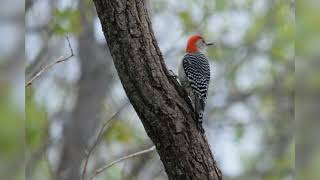 Woodpecker Identification in Southeastern Minnesota [upl. by Farkas]