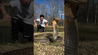 Englands King Cobra Naag Snake 🐍 ⛎ King Cobra Snakes Naag Wonderful looking beautiful moments ⛎ [upl. by Ofori98]