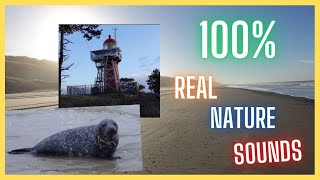 Vlieland Extended Movie  100 REAL Nature Sounds [upl. by Areivax256]