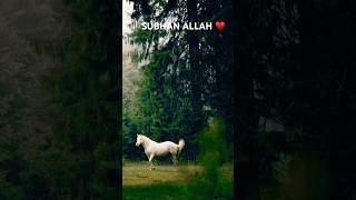 Subhan ALLAH ♥️ allahoakbar namaztiinginlahore allahquran quran namaz azan lahorelahoreay [upl. by Hurlee]