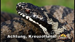 Achtung Kreuzotter Reportage über die heimische Giftschlange Vipera berus  Schlangen Doku [upl. by Ylenats]