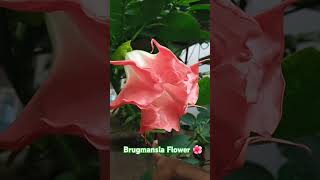 Brugmansiaflowers beautifulflowers natureflower shortsvideo videos [upl. by Paryavi]