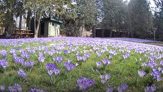 A timelapse after planting 10000 crocuses in a lawn [upl. by Nollahp]