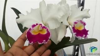 Germinación de semillas de orquídeas Cattleya in vitro en medio de cultivo [upl. by Ahsita]