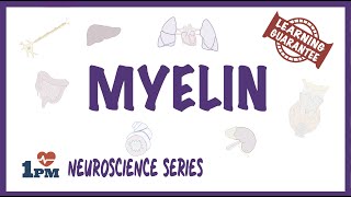 Myelin  Neuroscience series [upl. by Merissa]