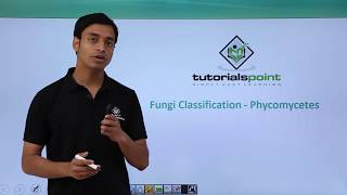 Class 11th – Fungi Classification – Phycomycetes  Biological Classification  Tutorials Point [upl. by Nairolf917]