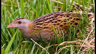 Corncrake Коростель [upl. by Gracie]