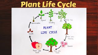 Plant life cycle diagram ll life cycle of a plant drawing ll life cycle of an apple tree ll [upl. by Mazonson723]