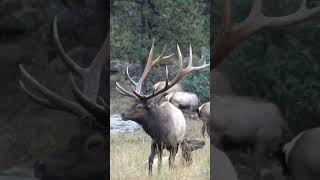 Bull Elk Bugle and Mounts Cow Elk During Mating Season  Elk Rut shorts [upl. by Ahtnammas116]