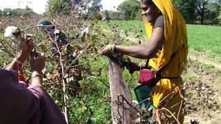 Cotton picking machine कॉटन पिककिंग मशीन [upl. by Htidra775]