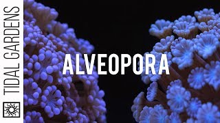 Alveopora  The Other Flower Pot Coral [upl. by Aihsirt]