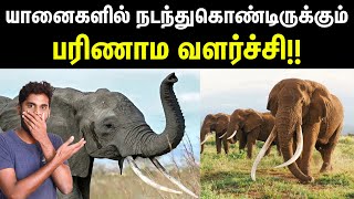 Evolution in Elephants  யானைத் தந்தங்களில் நடக்கும் பரிணாம வளர்ச்சி  Tusklessness in Elephants [upl. by Horace]