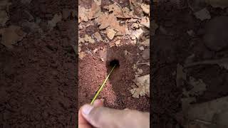 Skills man catching massive cricket by using ants so cool shorts [upl. by Aevin]