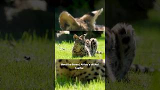 Serval Wild Cat Amazing Hunter of Africa  Leptailurus serval Serval Jumping Ability [upl. by Lorre]