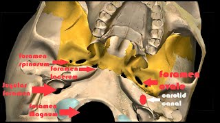 FORAMINA IN SKULL BASE  3DANATOMY  LOCATION amp CONTENTS  SKULL BASE ANATOMY [upl. by Undry]