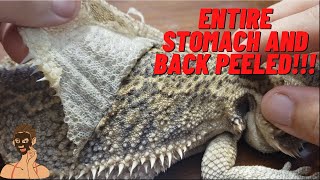 ULTIMATE FULL SHED BEARDED DRAGON PEELING EXTRA CRUNCHY 4K NOSE BOOGERS TWISTING TAIL CLEAN BELLY [upl. by Saticilef517]