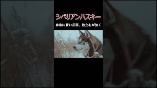 犬の種類シベリアンハスキーの紹介 [upl. by Nil764]