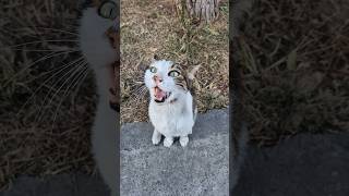 Sweet Stray Cat with beautiful green eyes [upl. by Alledi]