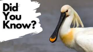 Things you need to know about SPOONBILLS [upl. by Ehtyaf]