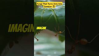 Fungi That Turns Ants Into Zombies ophiocordyceps zombieants fungi viralvideo [upl. by Nytsuj]