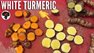 White Turmeric vs Yellow Turmeric  Different Types of Turmeric [upl. by Mastic880]