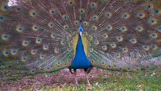 Real Peacock dance  Peacock flying  Peacock sound  white Peacock opening feathers  मोर नृत्य [upl. by Eugenie]