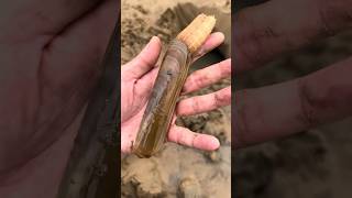 Old Man Finds Snake in Sand Hole shortsvideo [upl. by Ikiv]