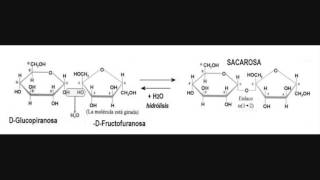 Biología  Disacaridos [upl. by Ynneb]