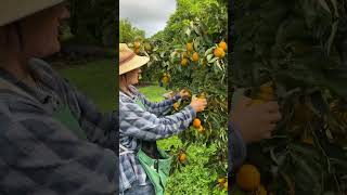 gracynbocon is on x games mode harvesting these tropical persimmons 😍🍅🧡🥵 [upl. by Diego833]