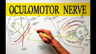 Oculomotor Nerve  Anatomy Tutorial  Made easy [upl. by Langdon]