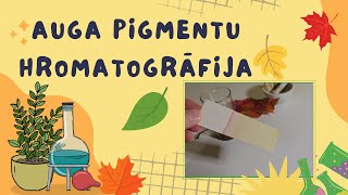 Augu pigmentu hromatogrāfija  Plant pigment chromatography [upl. by Flavio]