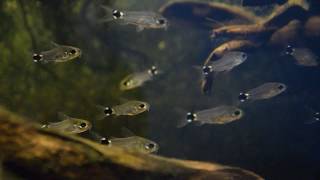 Corydoras hastatus [upl. by Perlman]