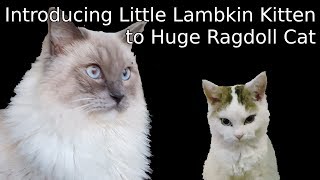 How a Lambkin kitten becomes best friends with a Huge Ragdoll cat  5 days in 10 minutes [upl. by Yarahs783]