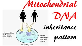 Mitochondrial DNA inheritance pattern [upl. by Jorry]