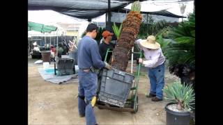 Sago Palm Cycas revoluta at Jurassic Garden  Moving Large ReEstablished Specimen [upl. by Navets777]