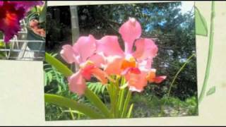 Orchid World Barbados [upl. by Arivle728]